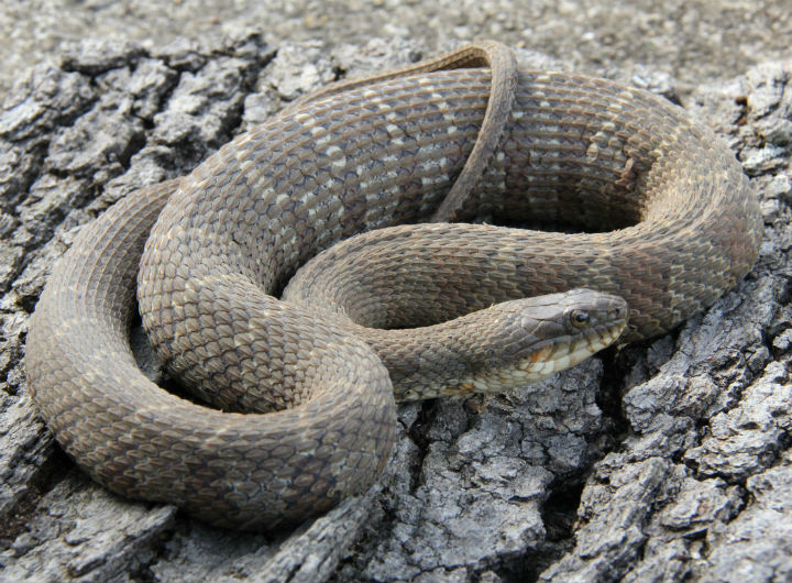 Northern Water Snake